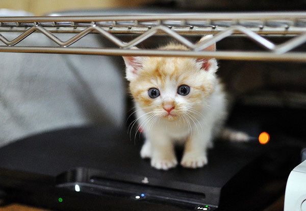Cat 1