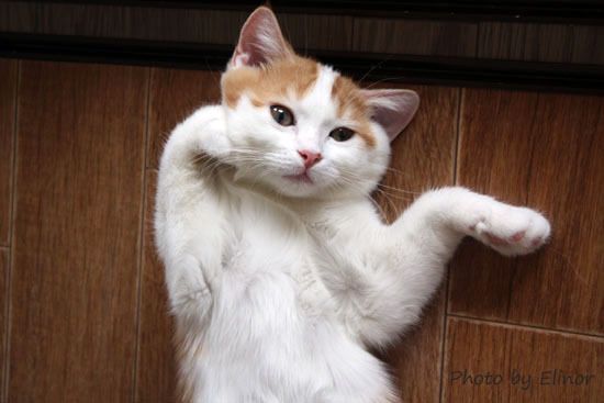 Cat 1