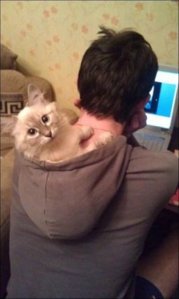 Cat 1