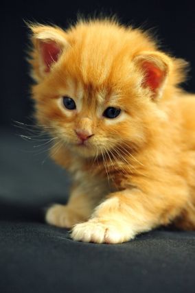 Cat 1