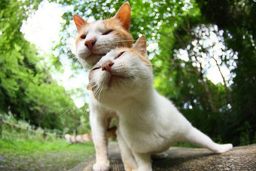 Cat 1