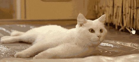 Cat 1