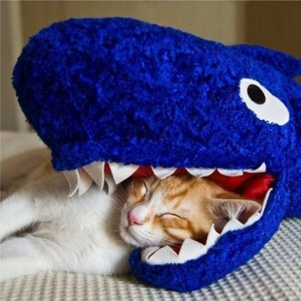 Cat 1