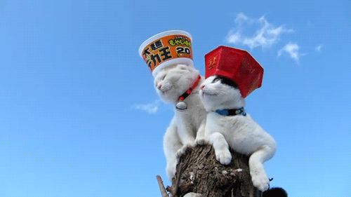 Cat 1
