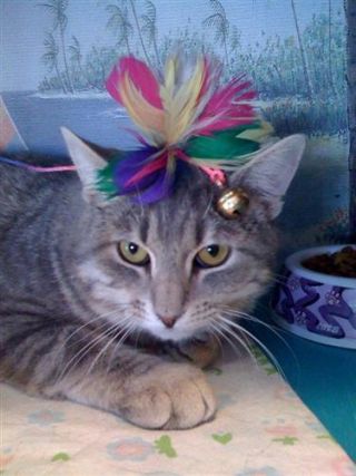 Cat 1