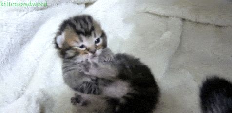 Cat 1