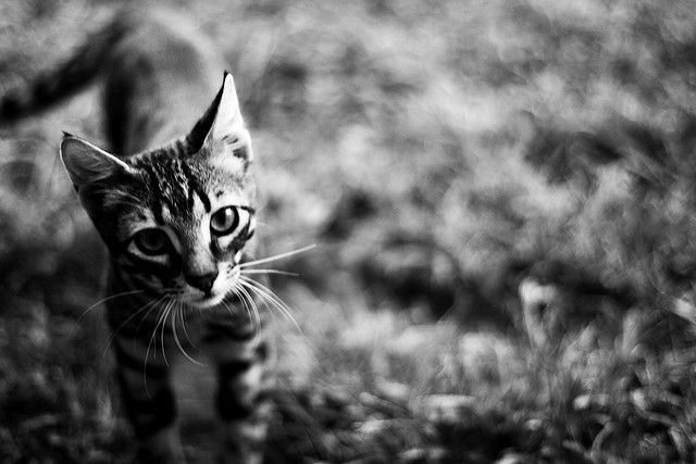 Cat 1