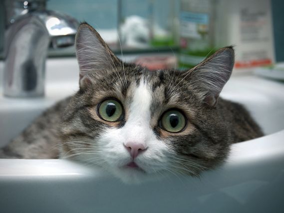 Cat 1