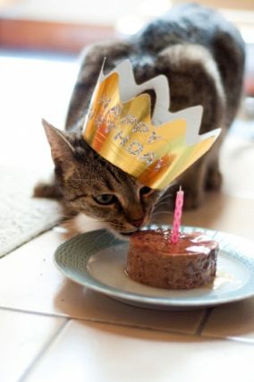 Cat 1