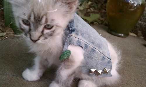Cat 1