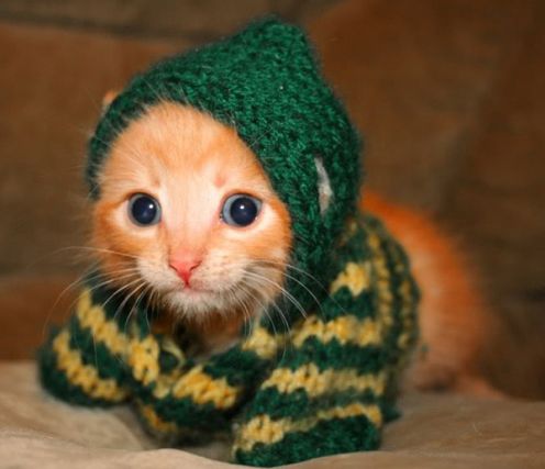 Cat 1