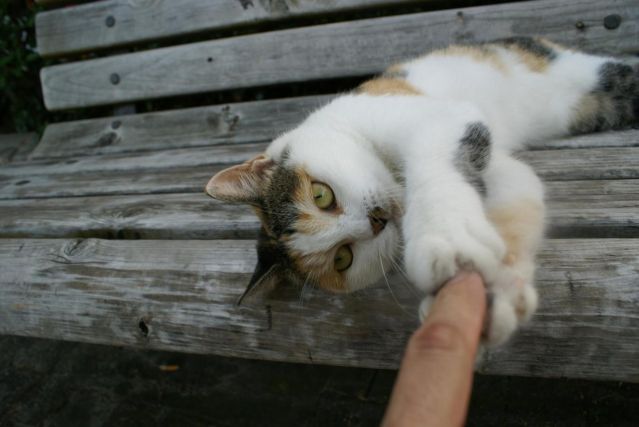 Cat 1