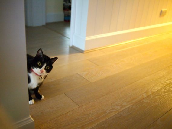 Cat 1