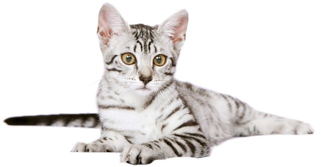 Cat 1