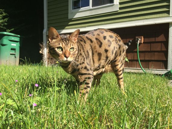 Cat 1