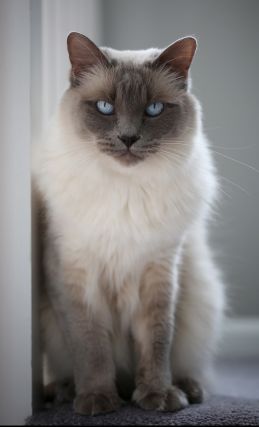 Cat 1