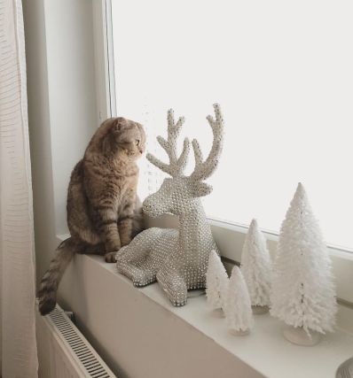 Cat 1