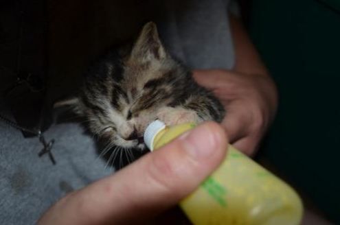 Cat 1