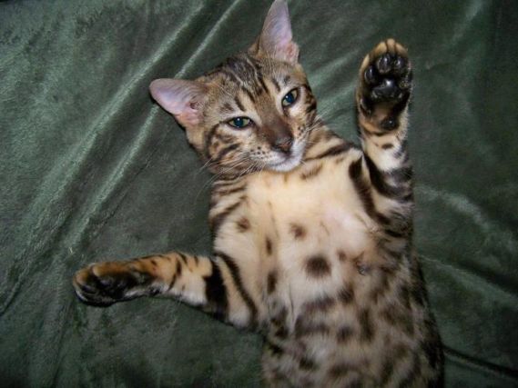 Cat 1