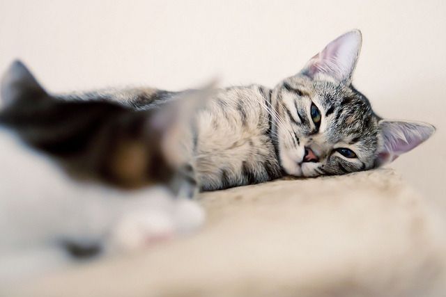 Cat 1