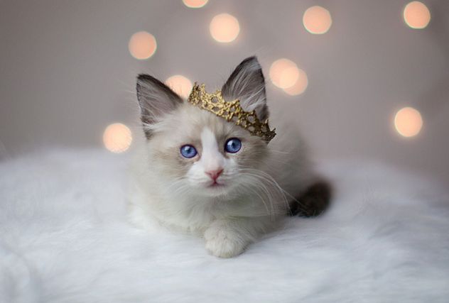Cat 1