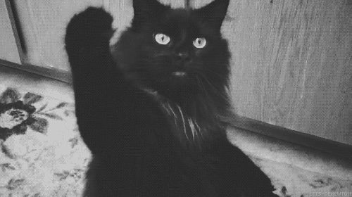 Cat 1