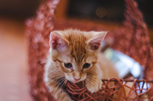 Cat 1