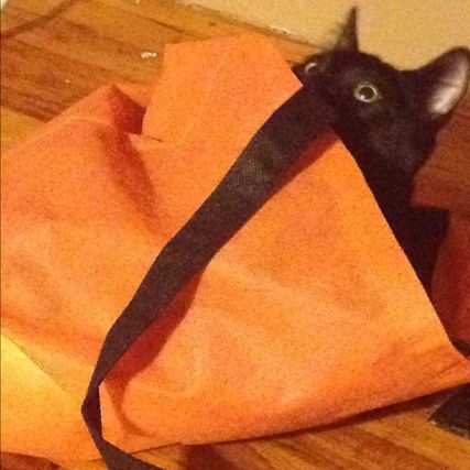 Cat 1