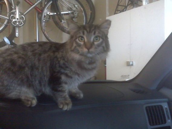 Cat 1