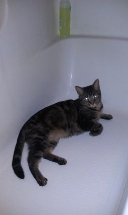 Cat 1