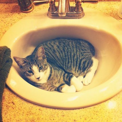 Cat 1