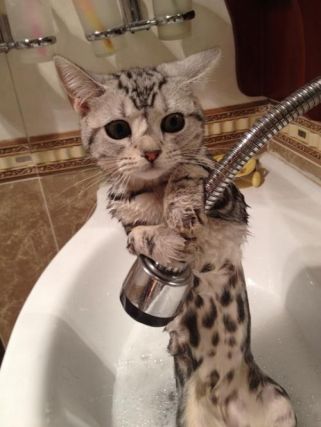 Cat 1