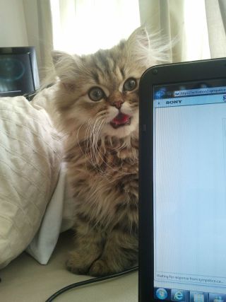 Cat 1