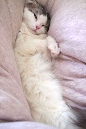 Cat 1