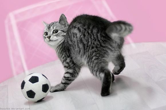 Cat 1