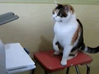 Cat 1