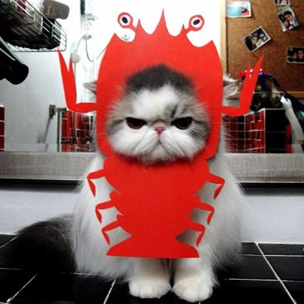Cat 1