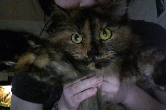 Cat 1