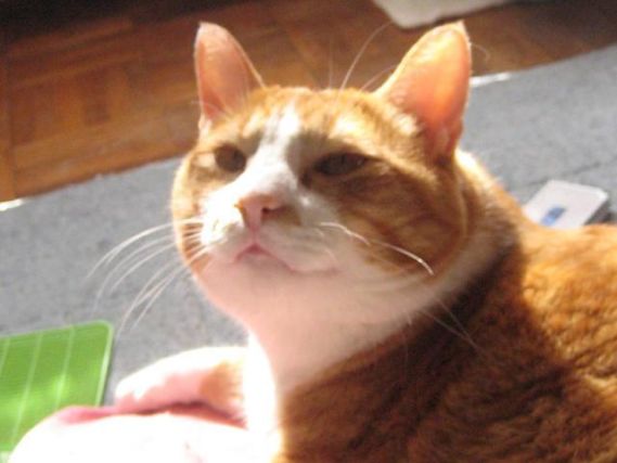 Cat 1