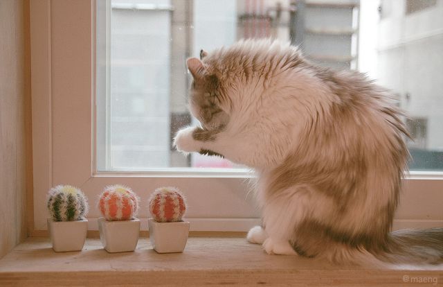 Cat 1
