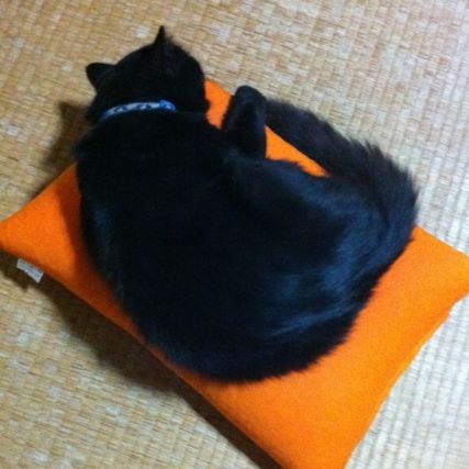 Cat 1