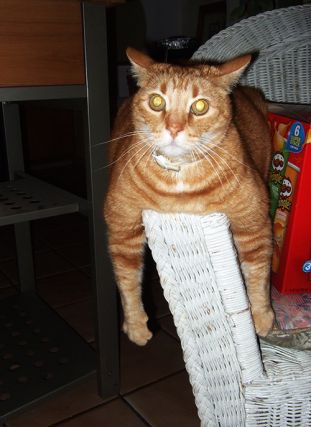Cat 1