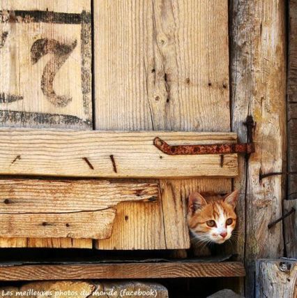 Cat 1