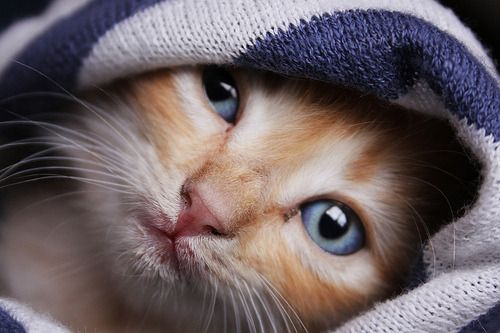 Cat 1