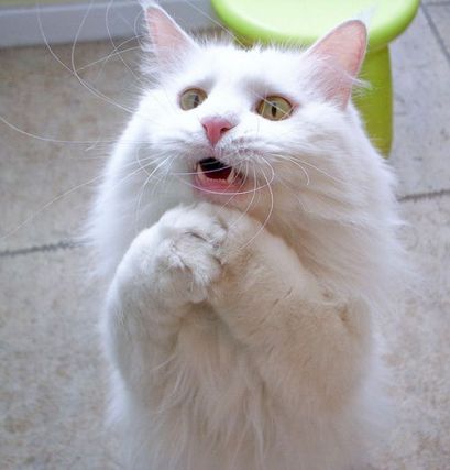 Cat 1