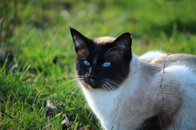 Cat 1