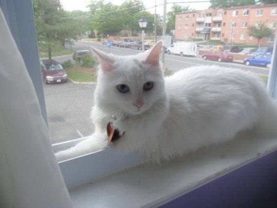 Cat 1