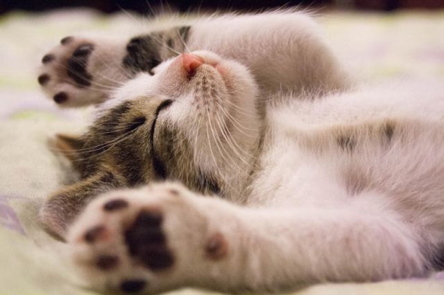 Cat 1