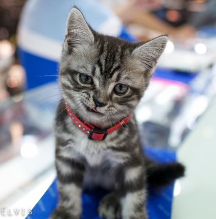 Cat 1