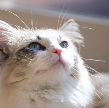 Cat 1